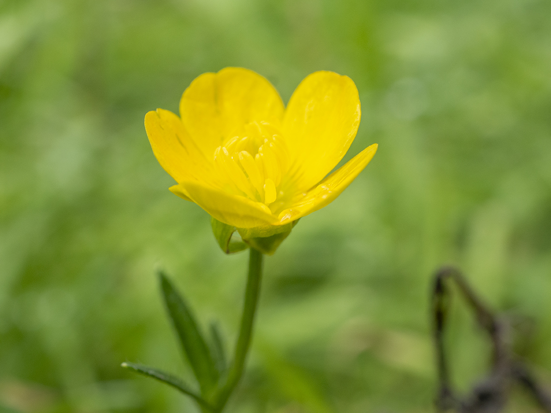 IMAGES\Akker boterbloem (ranunculus arvensis)\P1280037_sm.jpg